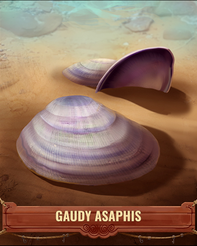 Gaudy Asaphis Shell Badge - Snowbird Solitaire Gaudy Asaphis Shell Badge - Snowbird Solitaire