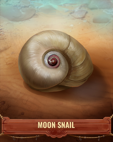Moon Snail Shell Badge - Claire Hart Classic Moon Snail Shell Badge - Claire Hart Classic