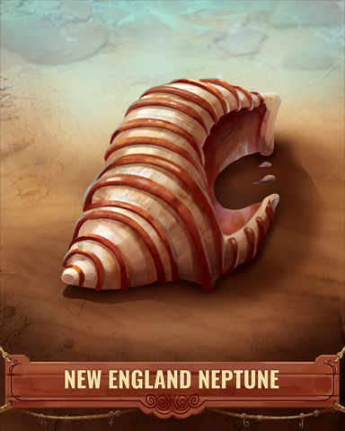 New England Neptune Shell Badge - Word Search Daily HD New England Neptune Shell Badge - Word Search Daily HD