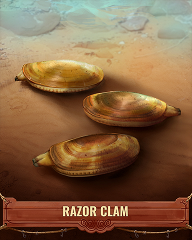 Razor Clam Shell Badge - Spades HD Razor Clam Shell Badge - Spades HD