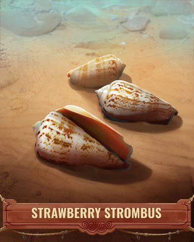 Strawberry Strombus Shell Badge - Quinn's Aquarium Strawberry Strombus Shell Badge - Quinn's Aquarium