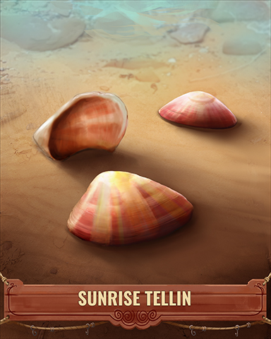 Sunrise Tellin Shell Badge - Solitaire Blitz Sunrise Tellin Shell Badge - Solitaire Blitz