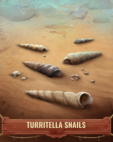 Turritella Snails Shell Badge - Tumble Bees HD Turritella Snails Shell Badge - Tumble Bees HD