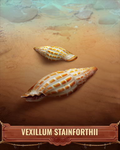 Vexillum Stainforthii Shell Badge - Turbo 21 HD Vexillum Stainforthii Shell Badge - Turbo 21 HD