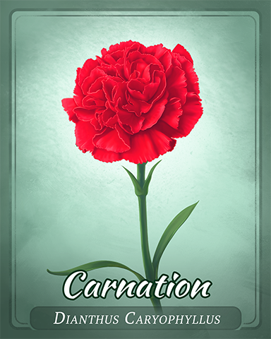 Carnation Badge - Lottso! Express HD Carnation Badge - Lottso! Express HD