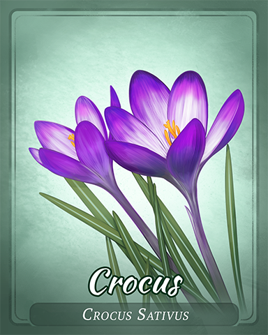 Crocus Badge - Canasta Crocus Badge - Canasta