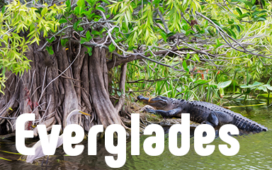 Everglades Badge - Vanishing Trail Everglades Badge - Vanishing Trail