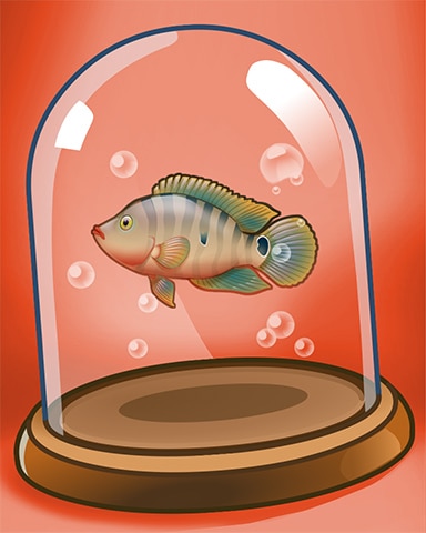Mayan Cichlid Badge - Quinn's Aquarium Mayan Cichlid Badge - Quinn's Aquarium